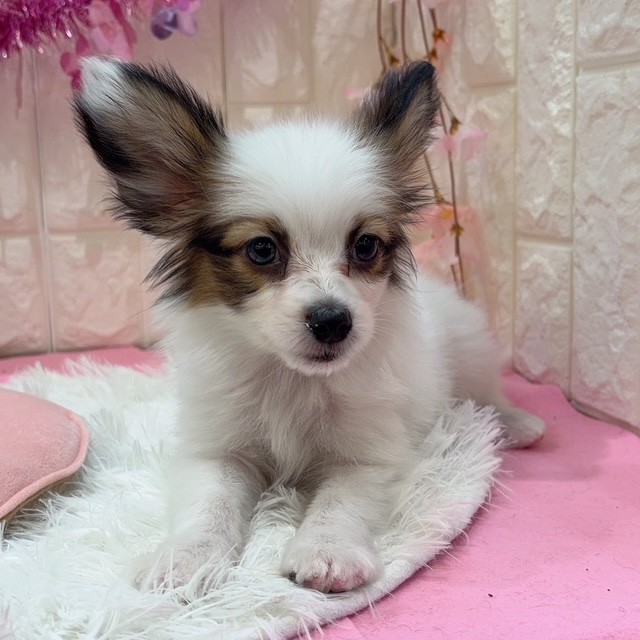 岡山県のパピヨン (犬の家＆猫の里倉敷店/2026年1月10日生まれ/男の子/ホワイトブラウン)の子犬の3枚目の画像