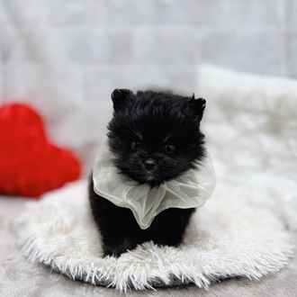 滋賀県のポメラニアン (犬の家＆猫の里長浜店/2026年1月10日生まれ/男の子/ブラックタン)の子犬の3枚目の画像