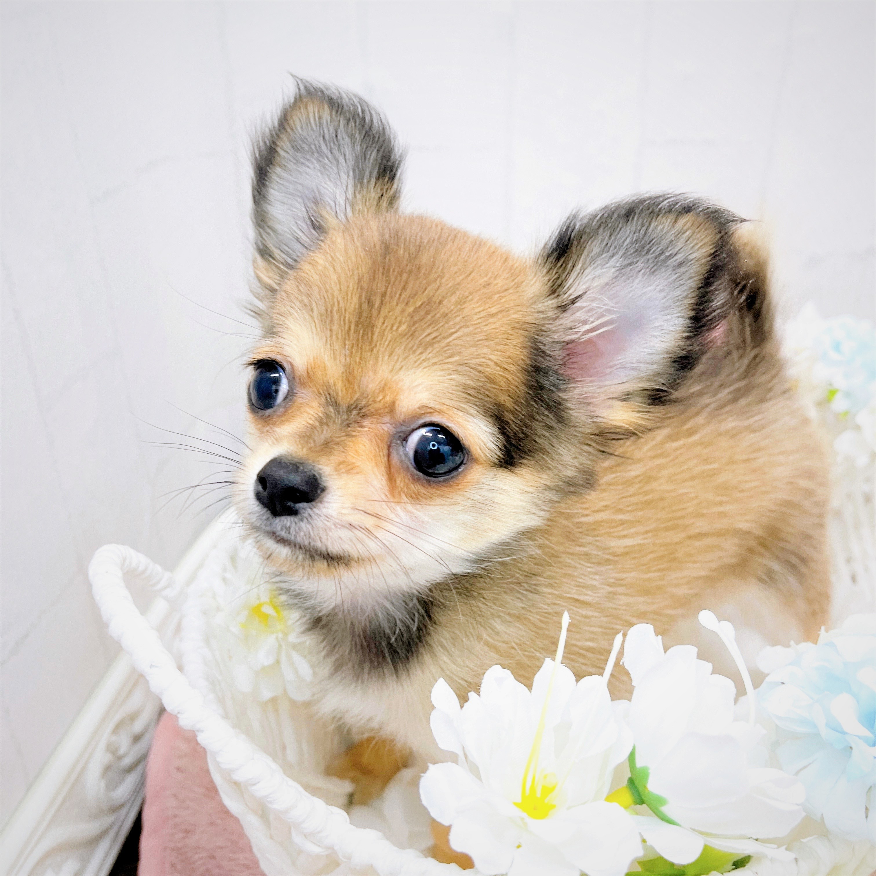 石川県のチワワ(ロング) (犬の家＆猫の里アミーゴ金沢有松店/2026年1月6日生まれ/男の子/レッド)の子犬の3枚目の画像