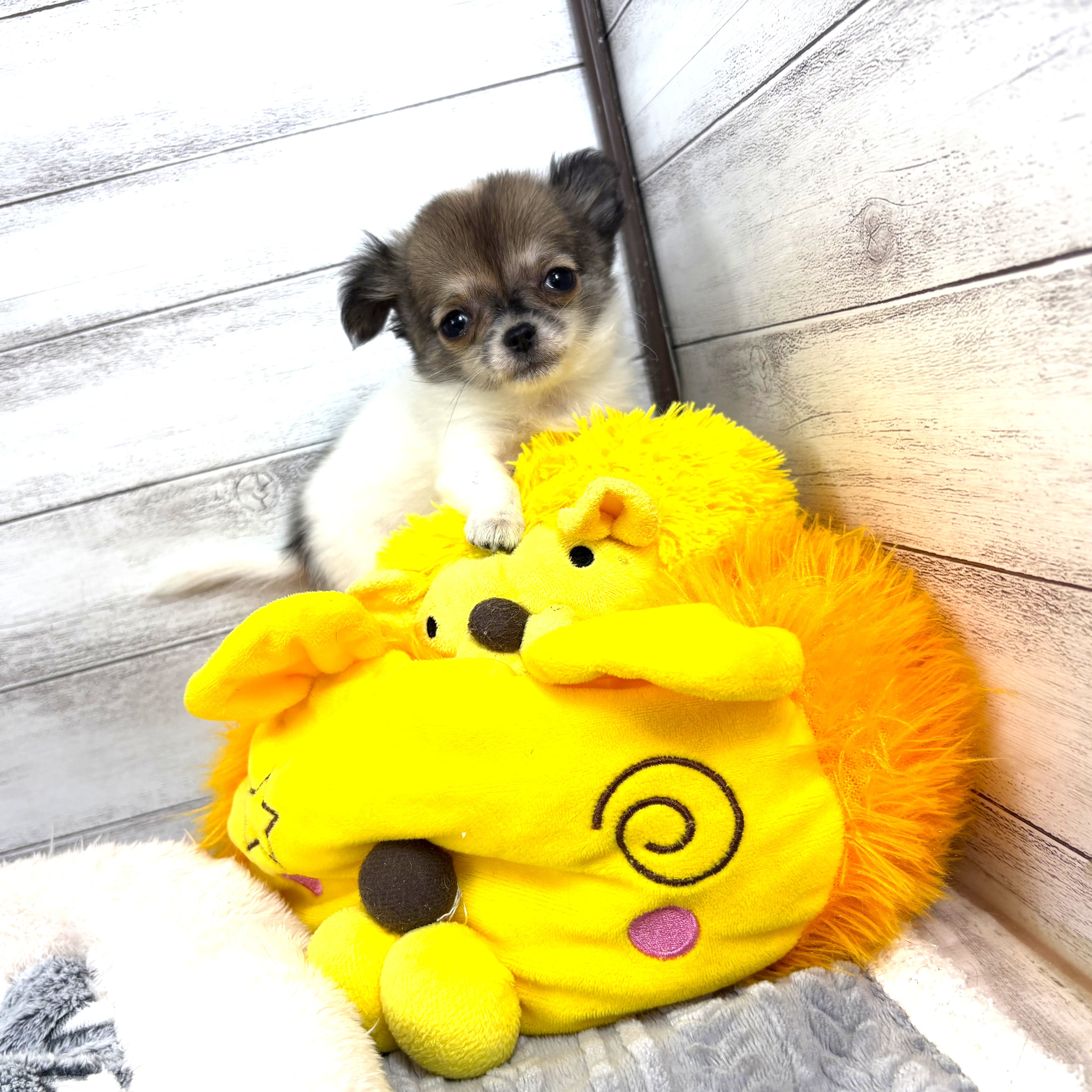 兵庫県のチワワ(ロング) (犬の家＆猫の里川西店/2026年1月6日生まれ/女の子/ホワイトレッド)の子犬の3枚目の画像