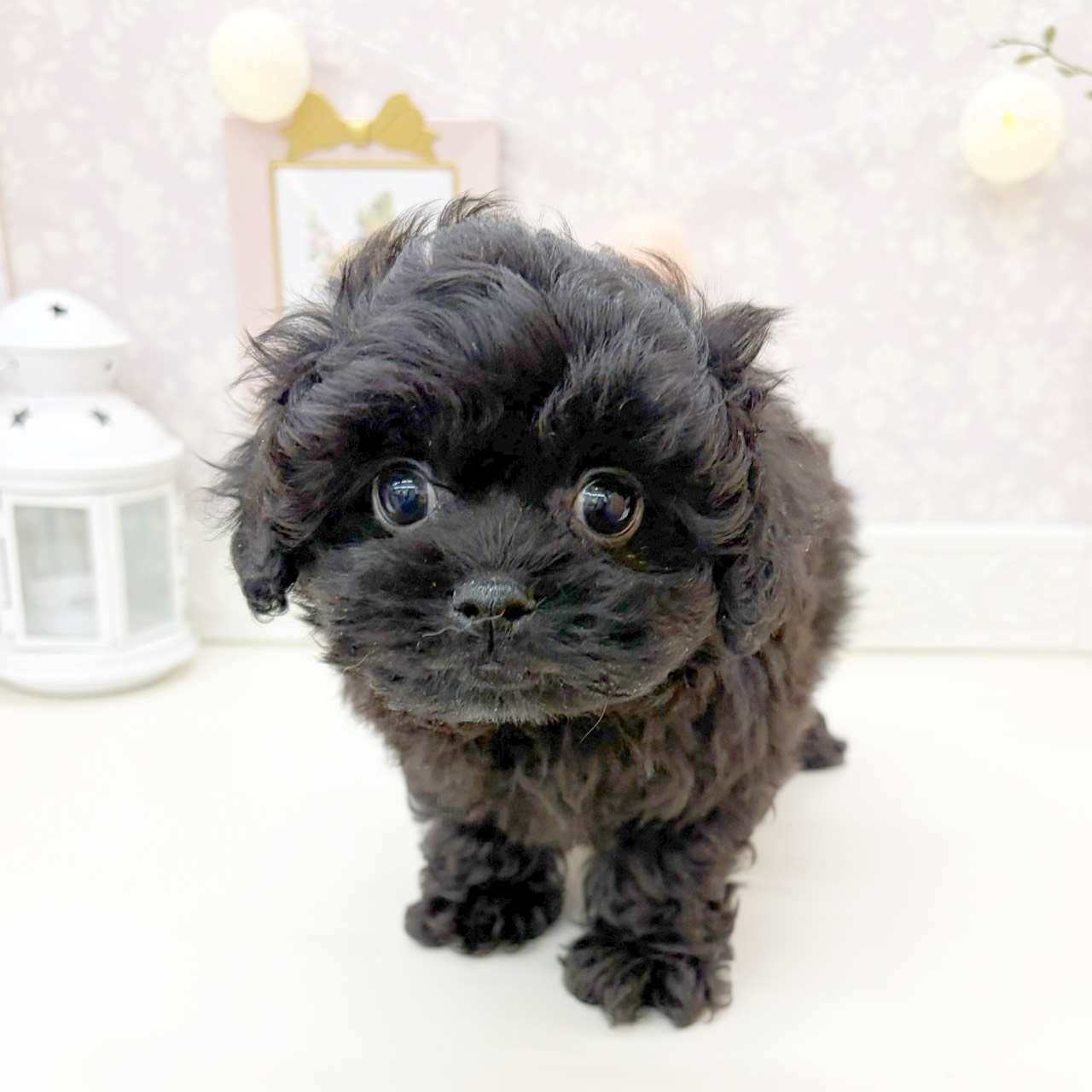 富山県のペキプー(ペキニーズ×プードル) (犬の家＆猫の里富山店/2026年1月8日生まれ/男の子/ブラック)の子犬の1枚目の画像