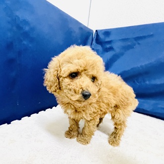 愛知県のトイプードル(トイ) (犬の家＆猫の里一宮店/2026年1月10日生まれ/男の子/レッド)の子犬の3枚目の画像