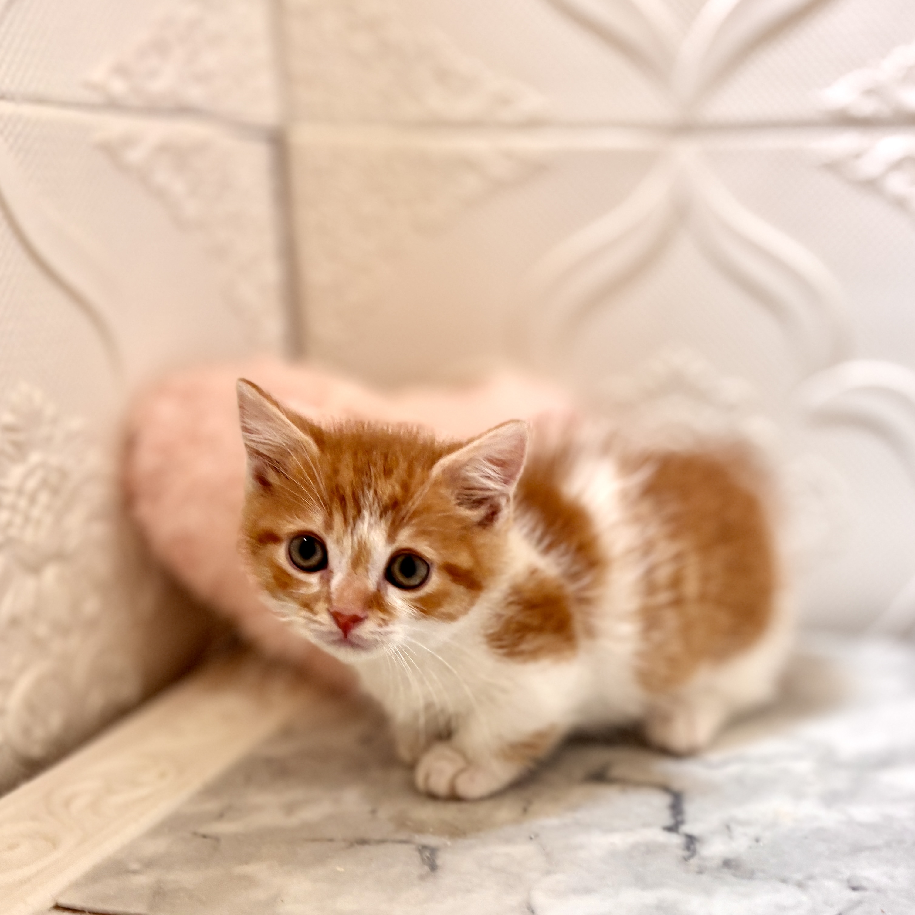 愛知県のマンチカン (犬の家＆猫の里岡崎店/2026年1月9日生まれ/男の子/レッドマッカレルタビーホワイト)の子猫の3枚目の画像