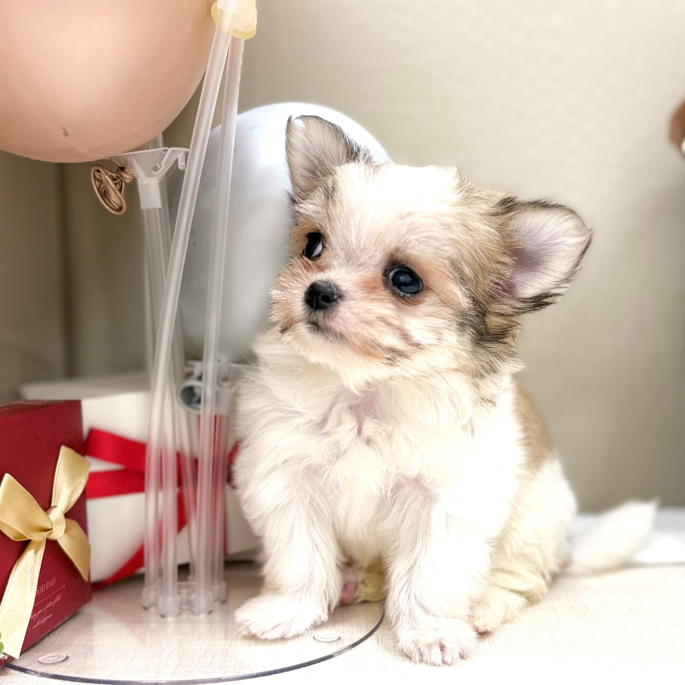 千葉県のチワマル/マルチワ(チワワ×マルチーズ) (犬の家＆猫の里ワンズモール稲毛店/2026年1月13日生まれ/女の子/パーティーカラー)の子犬の3枚目の画像