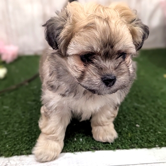 神奈川県のペキプー(ペキニーズ×プードル) (犬の家＆猫の里小田原店/2026年1月11日生まれ/男の子/フォーン)の子犬の3枚目の画像