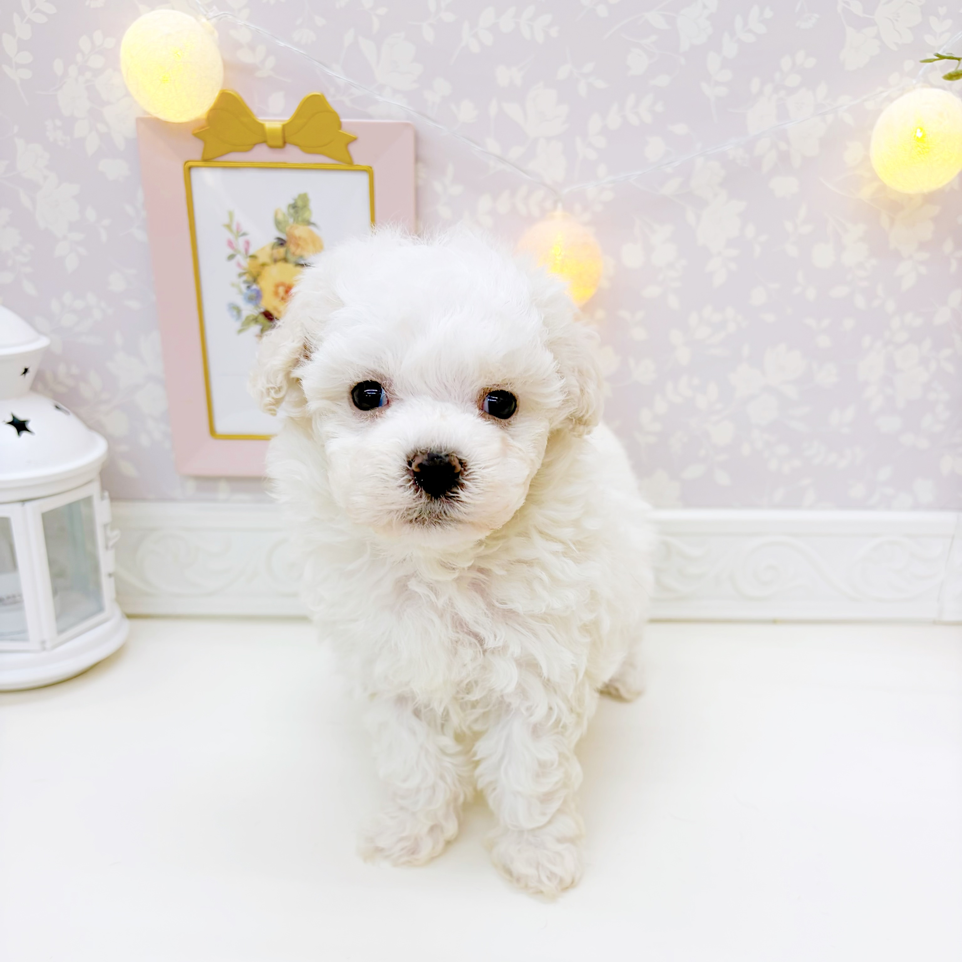 富山県のビションプー(ビションフリーゼ×プードル) (犬の家＆猫の里富山店/2026年1月12日生まれ/男の子/ホワイト)の子犬の3枚目の画像