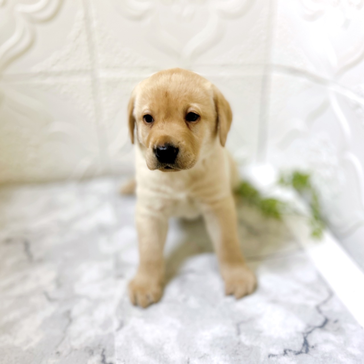 愛知県のラブラドールレトリーバー (犬の家＆猫の里岡崎店/2026年1月10日生まれ/男の子/イエロー)の子犬の3枚目の画像