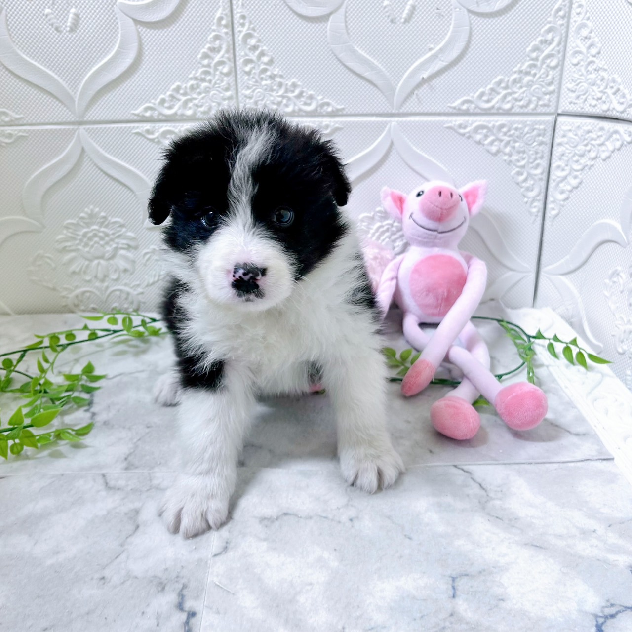 愛知県のボーダーコリー (犬の家＆猫の里岡崎店/2026年1月10日生まれ/男の子/ブラックホワイト)の子犬の3枚目の画像