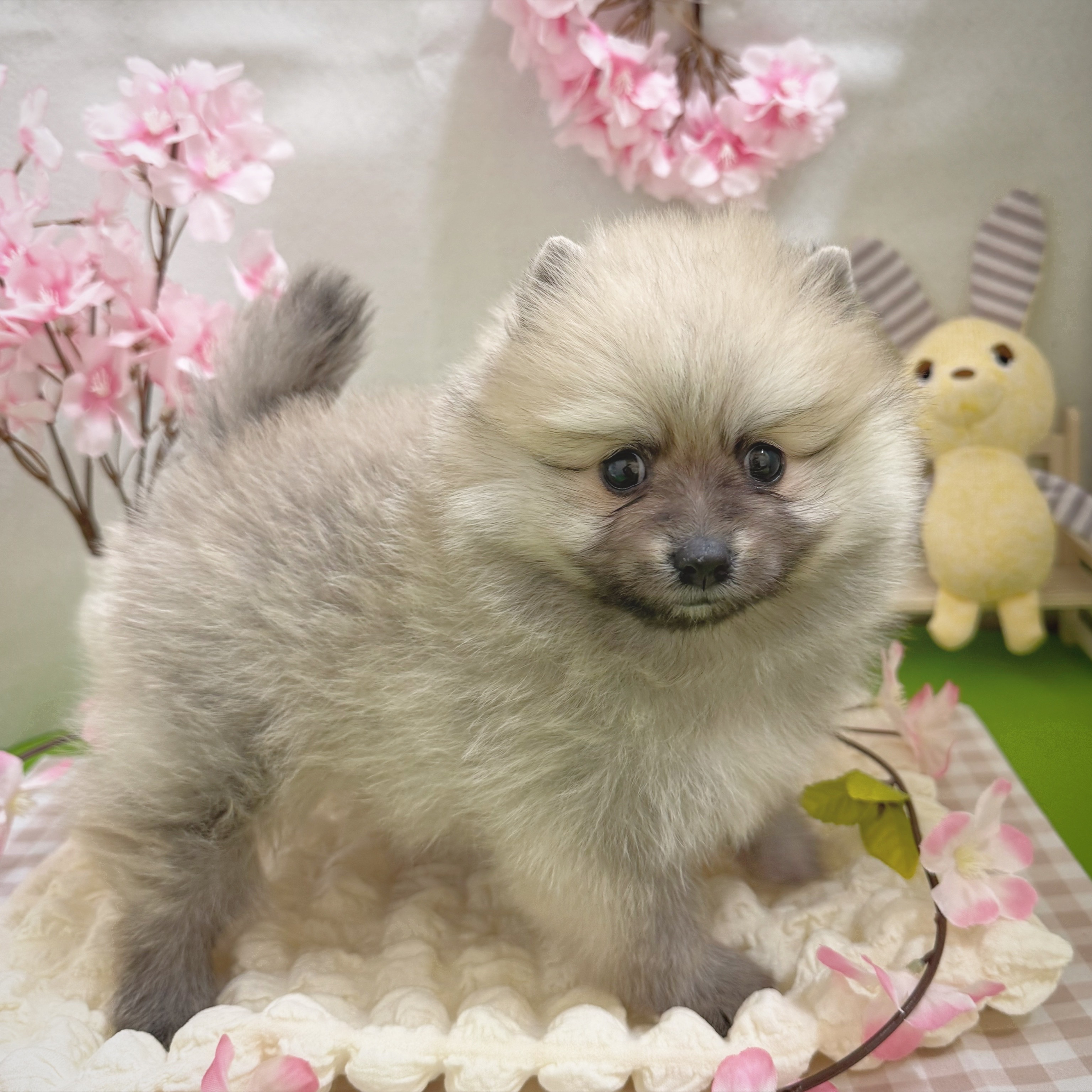 静岡県のポメラニアン (犬の家＆猫の里藤枝店/2026年1月13日生まれ/男の子/オレンジ)の子犬の3枚目の画像