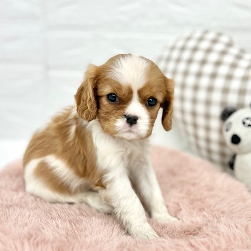 愛知県のキャバリアキングチャールズスパニエル (犬の家＆猫の里豊川インター店/2026年1月10日生まれ/女の子/ブレンハイム)の子犬の3枚目の画像