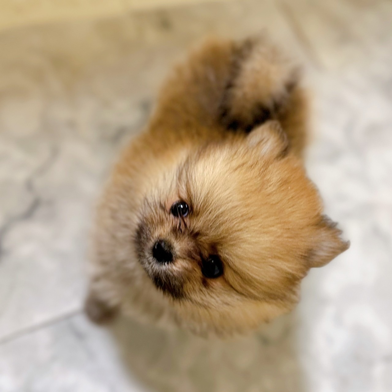 愛知県のポメラニアン (犬の家＆猫の里岡崎店/2026年1月8日生まれ/女の子/オレンジ)の子犬の3枚目の画像