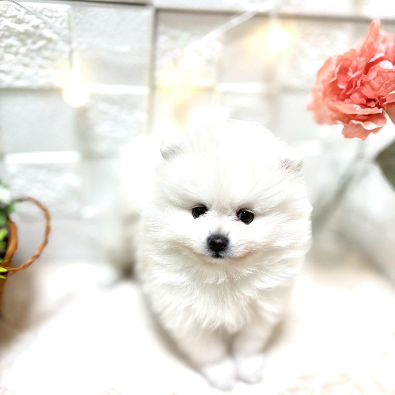 東京都のポメラニアン (犬の家＆猫の里ペットフォレスト小平店/2026年1月12日生まれ/男の子/ホワイト)の子犬の3枚目の画像