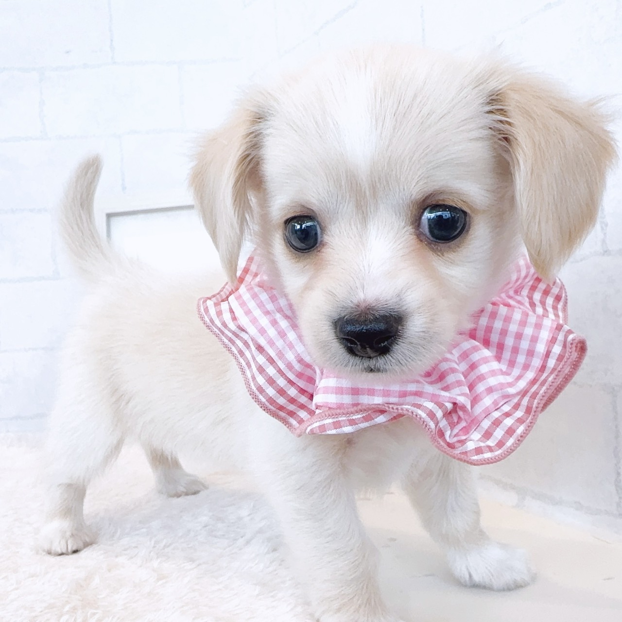 石川県のチワックス(チワワ×ダックス) (犬の家＆猫の里金沢店/2026年1月11日生まれ/女の子/イエロー)の子犬の3枚目の画像