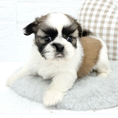 愛知県のシーズー (犬の家＆猫の里豊川インター店/2026年1月12日生まれ/男の子/ホワイトゴールド)の子犬の3枚目の画像