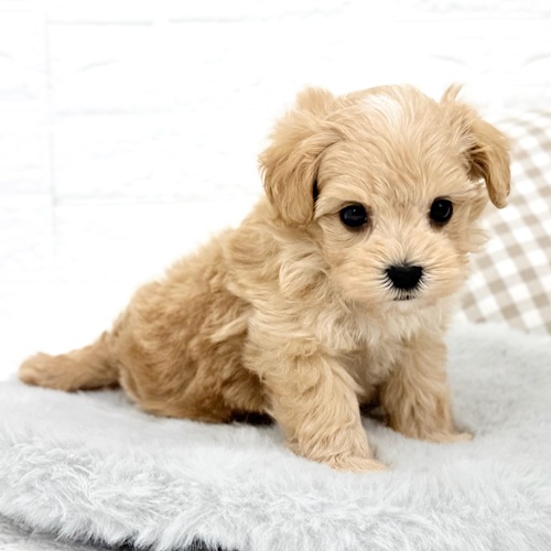 愛知県のマルプー(マルチーズ×プードル) (犬の家＆猫の里豊川インター店/2026年1月13日生まれ/男の子/アプリコット)の子犬の3枚目の画像