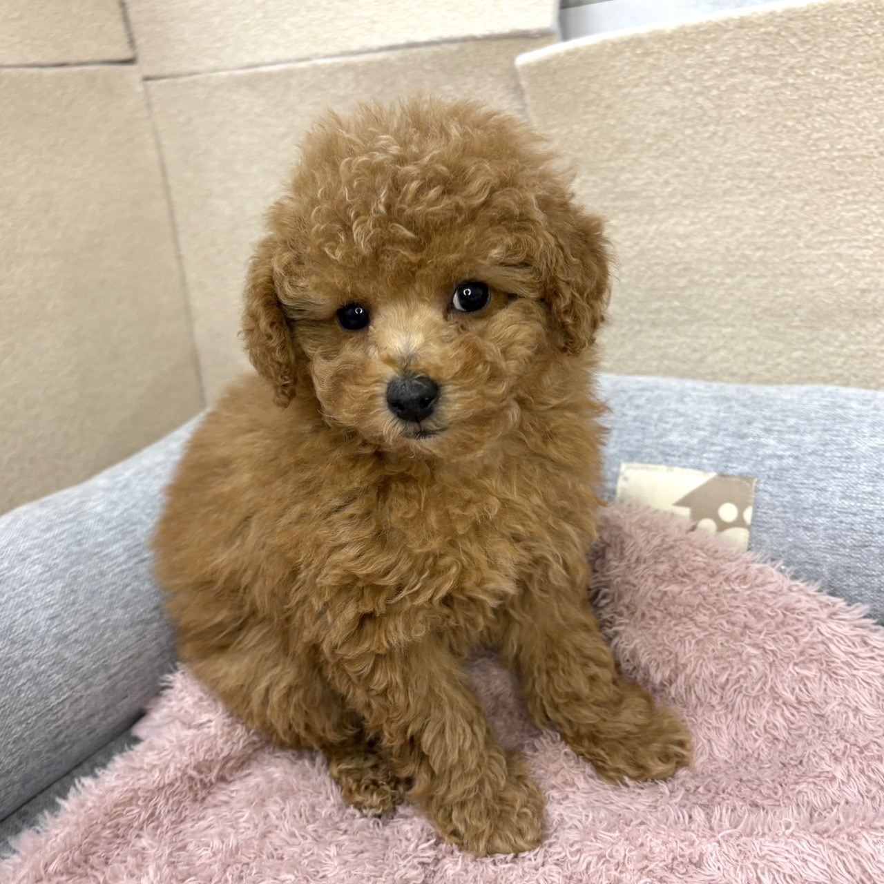 長野県のトイプードル(トイ) (犬の家＆猫の里塩尻店/2026年1月10日生まれ/女の子/アプリコット)の子犬の3枚目の画像