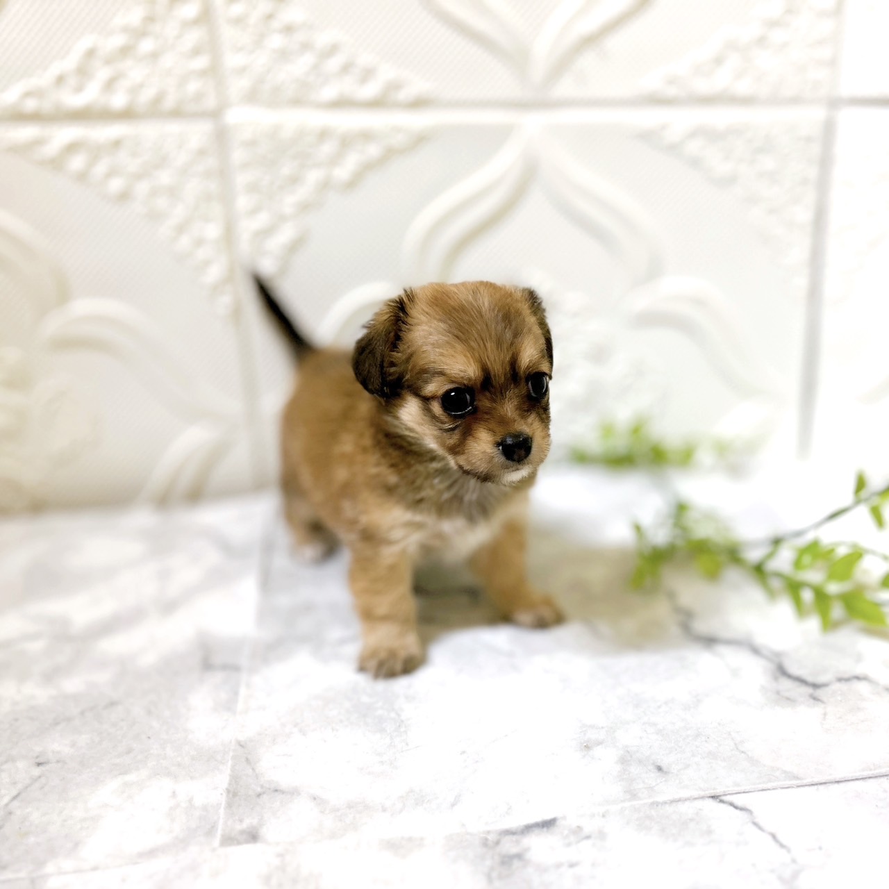 愛知県のチワックス(チワワ×ダックス) (犬の家＆猫の里岡崎店/2026年1月12日生まれ/女の子/レッド)の子犬の3枚目の画像