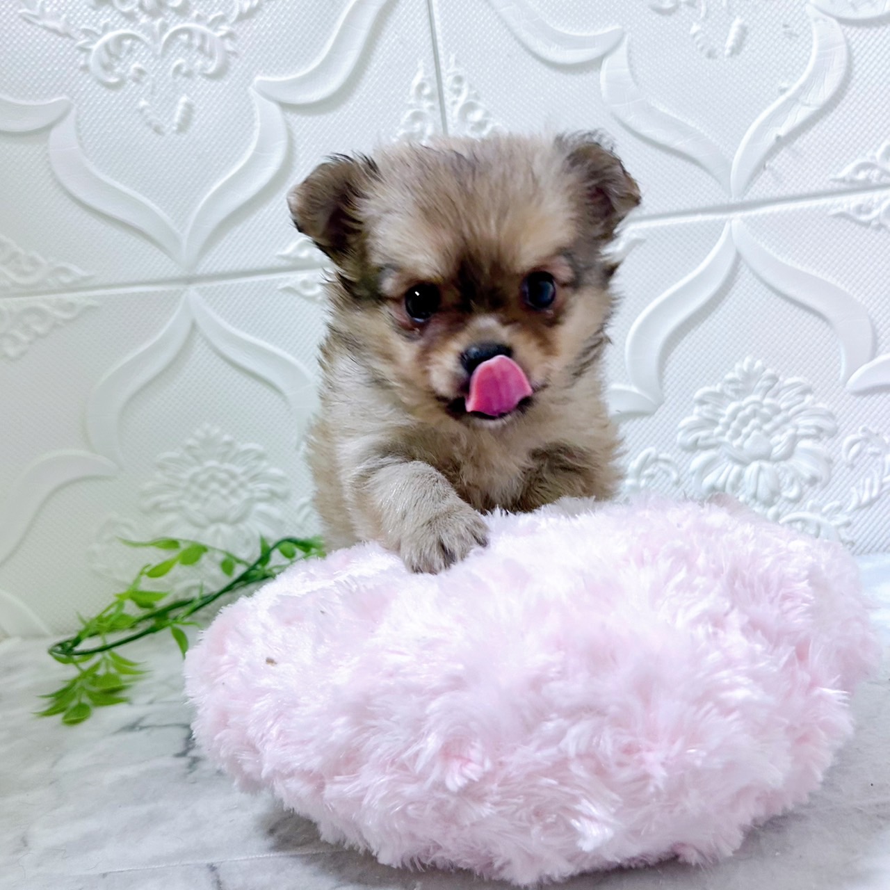 愛知県のポメチワ/チワポメ/ポメチー(ポメラニアン×チワワ) (犬の家＆猫の里岡崎店/2026年1月11日生まれ/男の子/オレンジ)の子犬の3枚目の画像