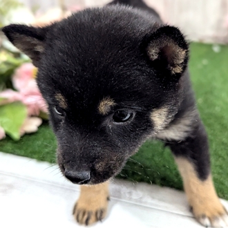 神奈川県の豆柴 (犬の家＆猫の里小田原店/2026年1月13日生まれ/女の子/黒)の子犬の3枚目の画像