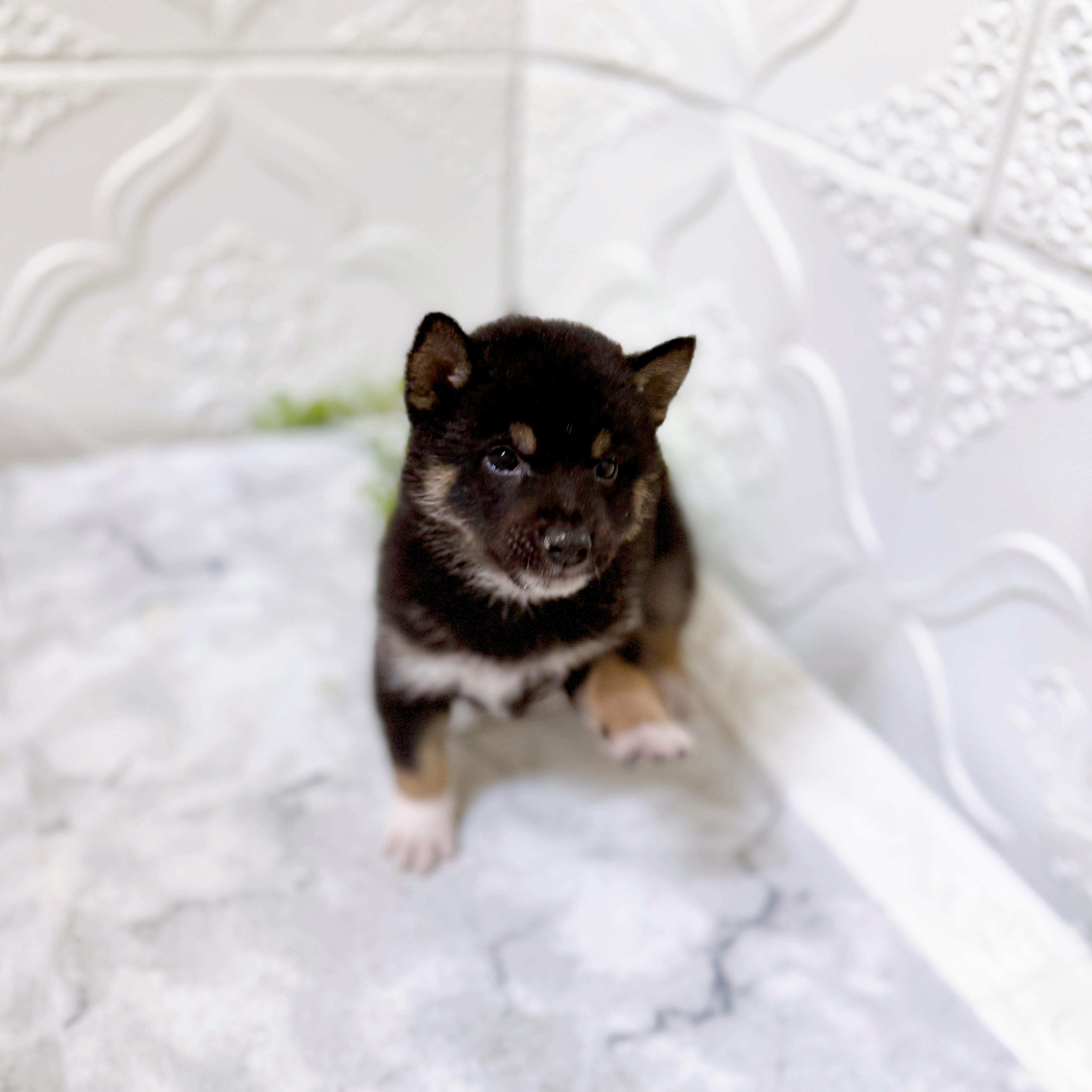 愛知県の豆柴 (犬の家＆猫の里岡崎店/2026年1月13日生まれ/男の子/黒)の子犬の1枚目の画像