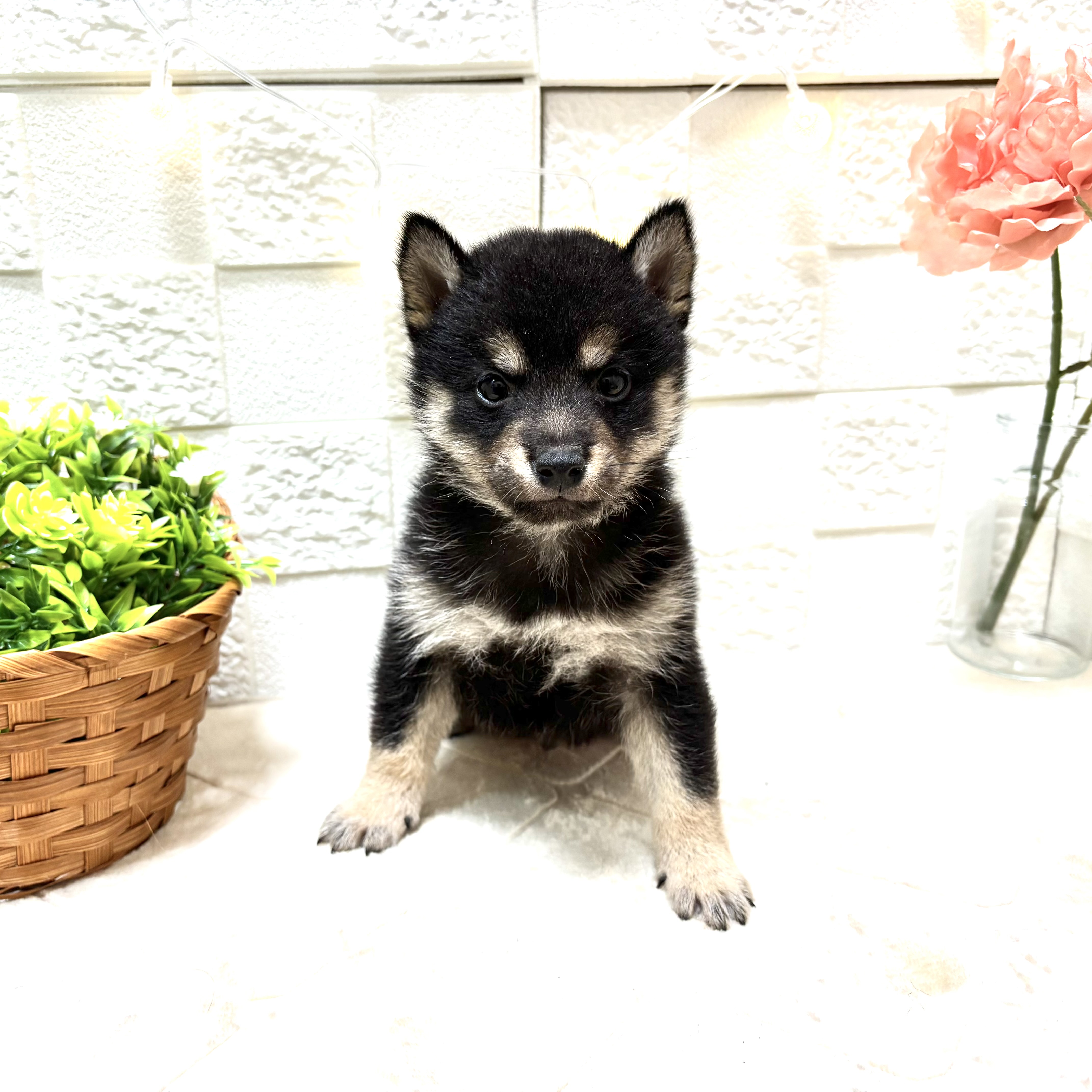 東京都の豆柴 (犬の家＆猫の里ペットフォレスト小平店/2026年1月13日生まれ/男の子/黒)の子犬の3枚目の画像