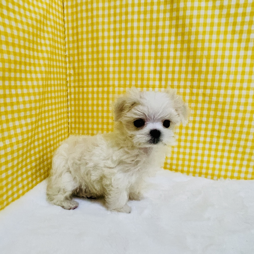 愛知県のマルチーズ (犬の家＆猫の里一宮店/2026年2月16日生まれ/女の子/ホワイト)の子犬の3枚目の画像