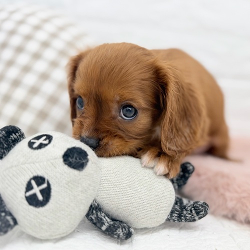 愛知県のキャバリアキングチャールズスパニエル (犬の家＆猫の里豊川インター店/2026年1月13日生まれ/女の子/ルビーホワイト)の子犬の3枚目の画像