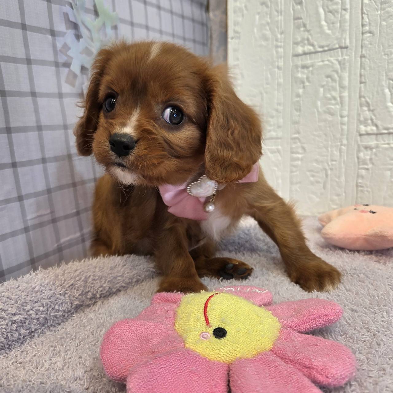 長野県のキャバリアキングチャールズスパニエル (犬の家＆猫の里カインズ梓川店/2026年1月13日生まれ/男の子/ルビーホワイト)の子犬の3枚目の画像