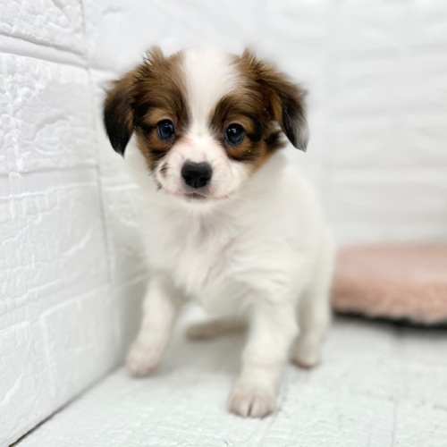 愛知県のパピヨン (犬の家＆猫の里豊川インター店/2026年1月13日生まれ/女の子/ホワイトブラウン)の子犬の3枚目の画像