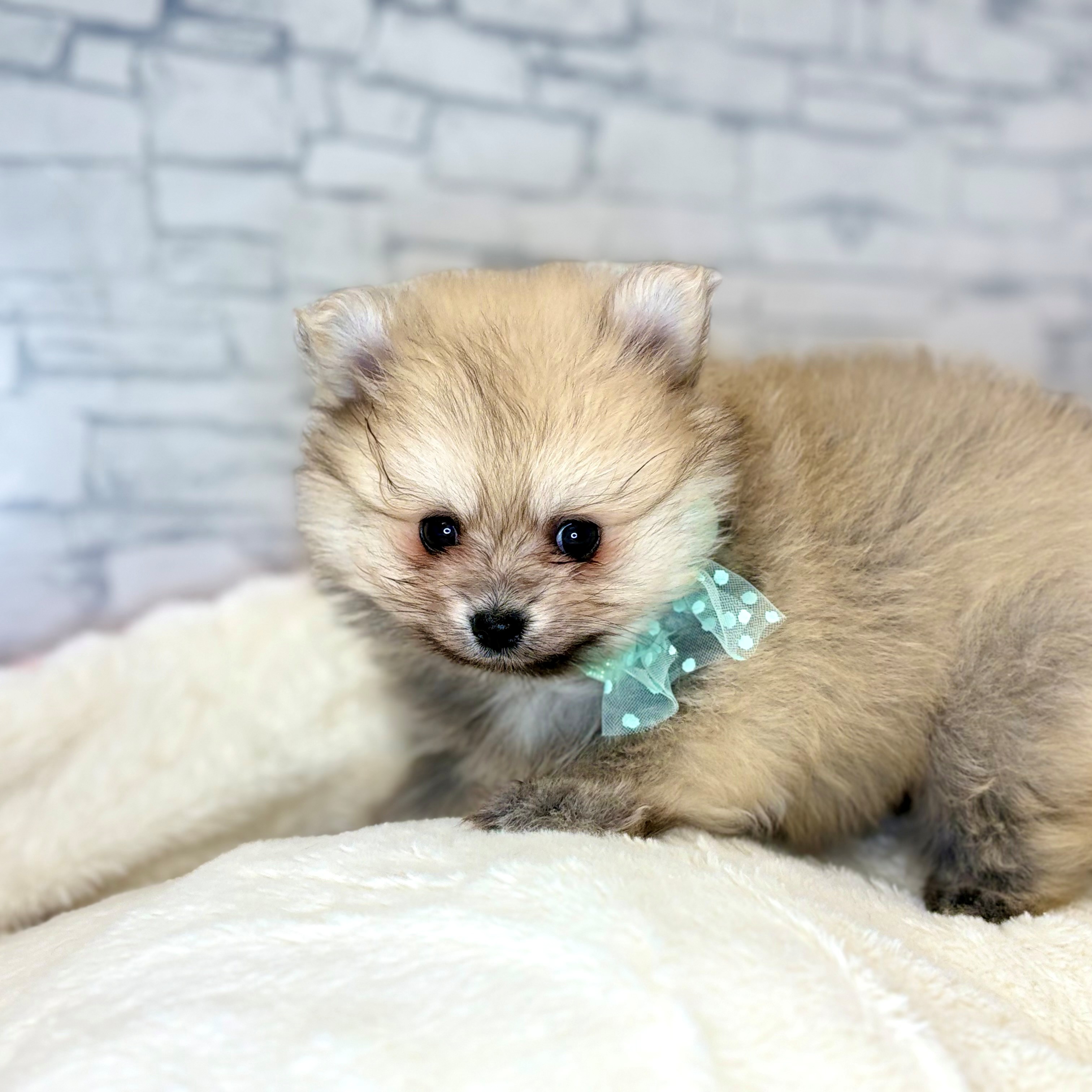 長野県のポメラニアン (犬の家＆猫の里長野店/2026年1月13日生まれ/男の子/オレンジ)の子犬の3枚目の画像