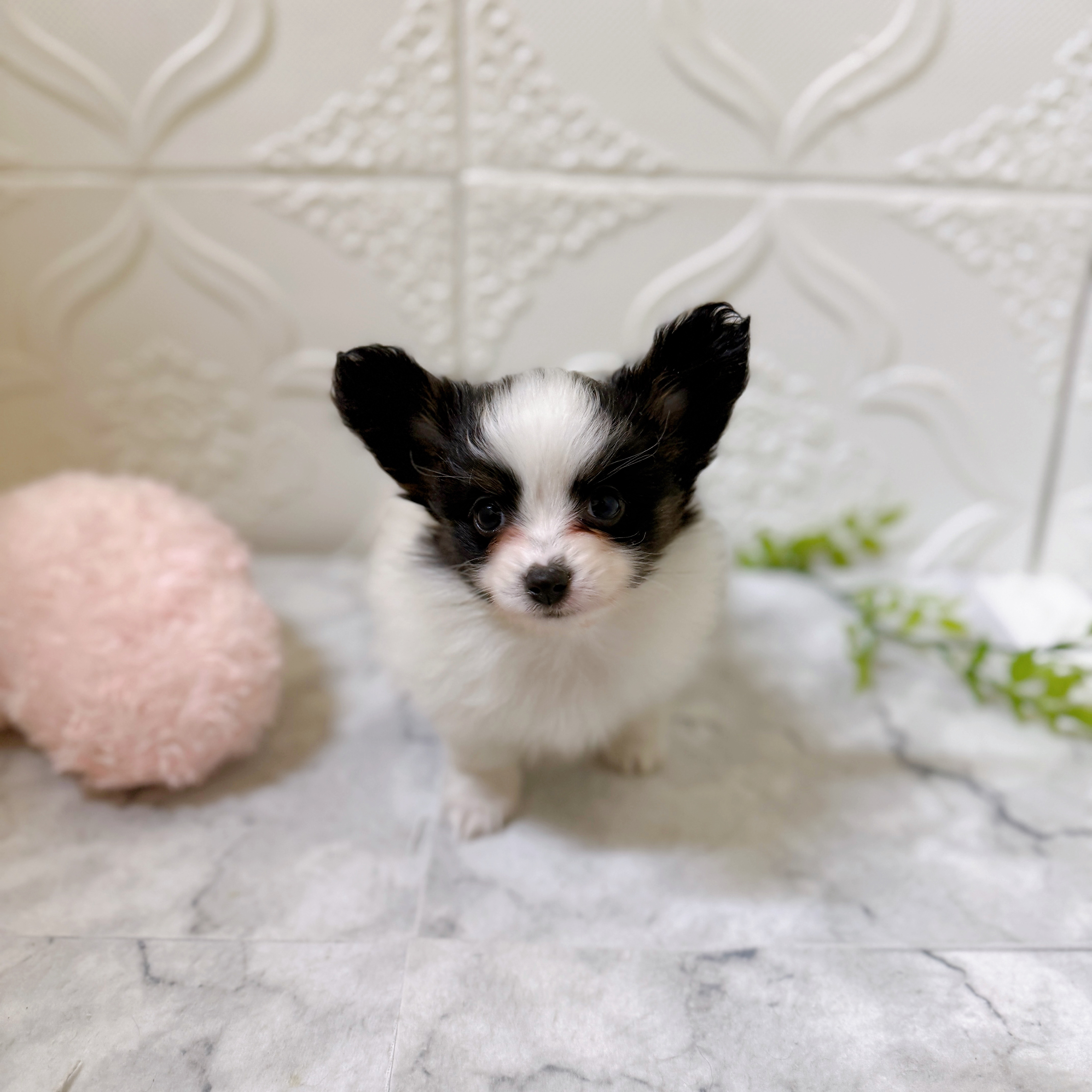 愛知県のパピヨン (犬の家＆猫の里岡崎店/2026年1月11日生まれ/男の子/トライカラー)の子犬の3枚目の画像