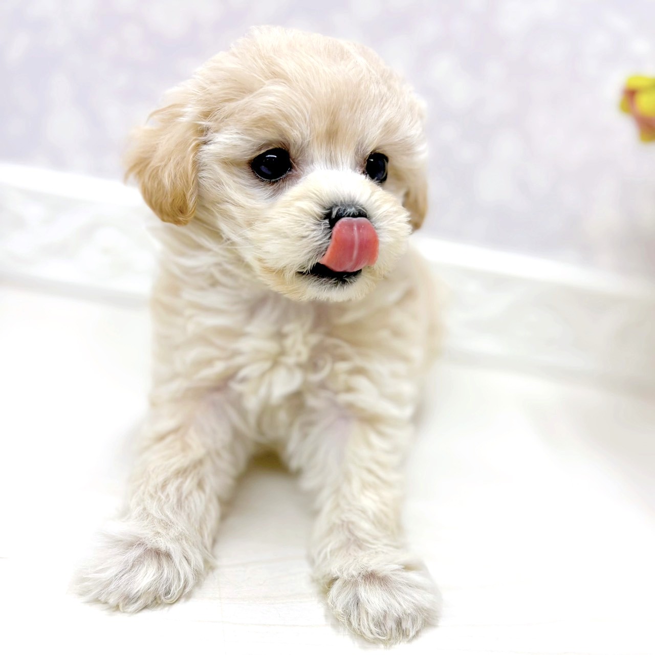 富山県のマルプー(マルチーズ×プードル) (犬の家＆猫の里アミーゴ山室店/2026年1月11日生まれ/女の子/クリームホワイト)の子犬の3枚目の画像