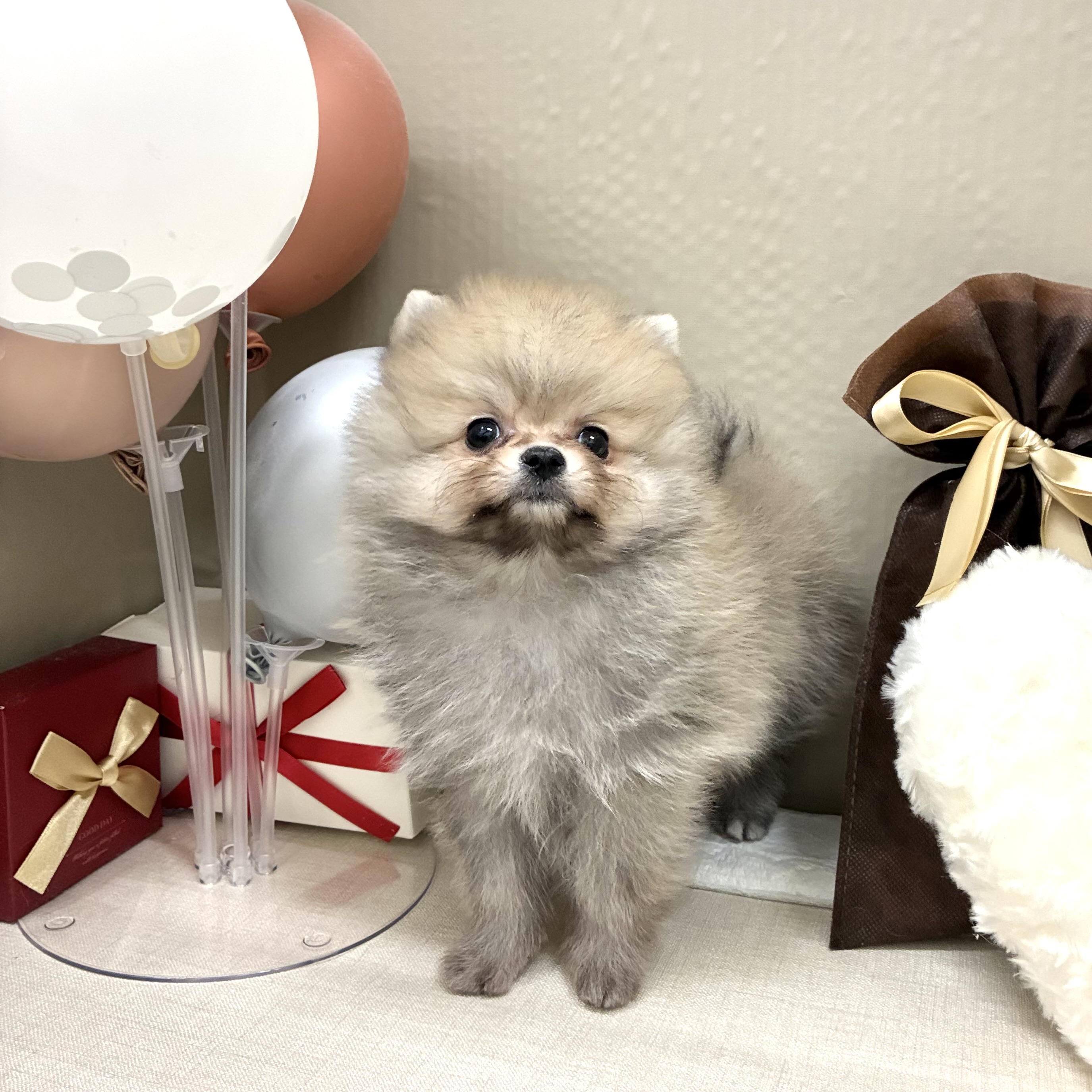 千葉県のポメラニアン (犬の家＆猫の里ワンズモール稲毛店/2026年1月10日生まれ/男の子/オレンジ)の子犬の3枚目の画像