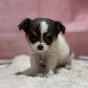 福岡県のチワワ(ロング) (犬の家＆猫の里トリアス久山店/2026年1月12日生まれ/女の子/ホワイトブルー)の子犬の3枚目の画像