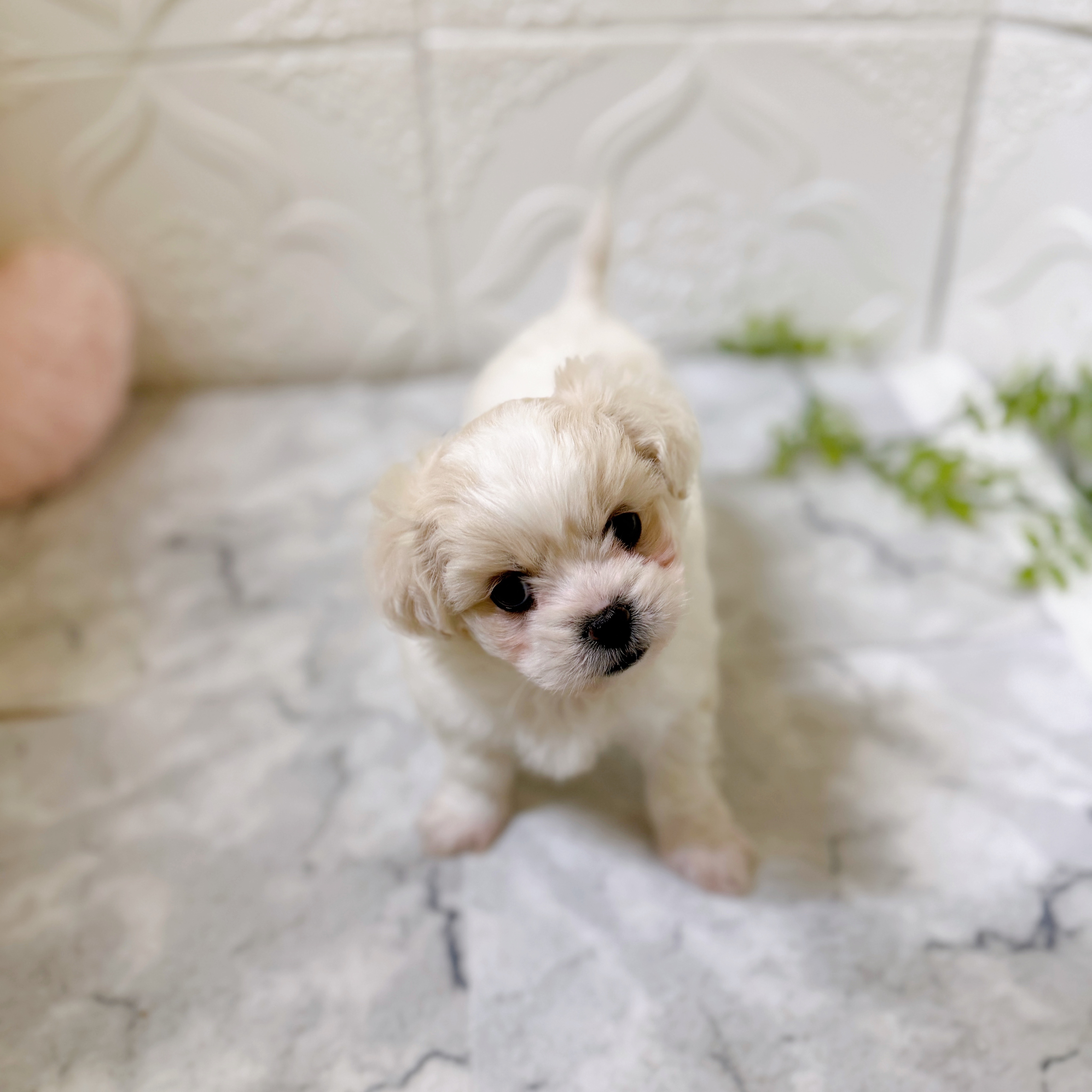 愛知県のハーフ犬・ミックス犬 (犬の家＆猫の里岡崎店/2026年1月10日生まれ/女の子/クリーム)の子犬の3枚目の画像