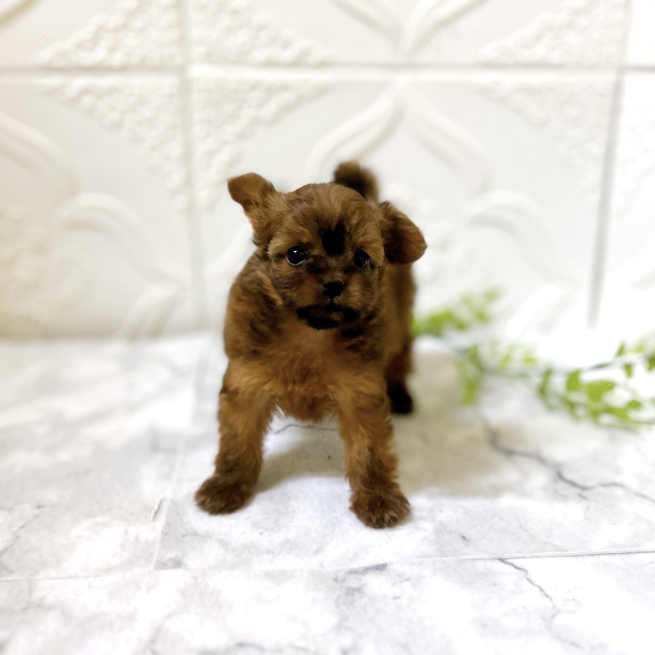 ハーフ犬女の子の写真