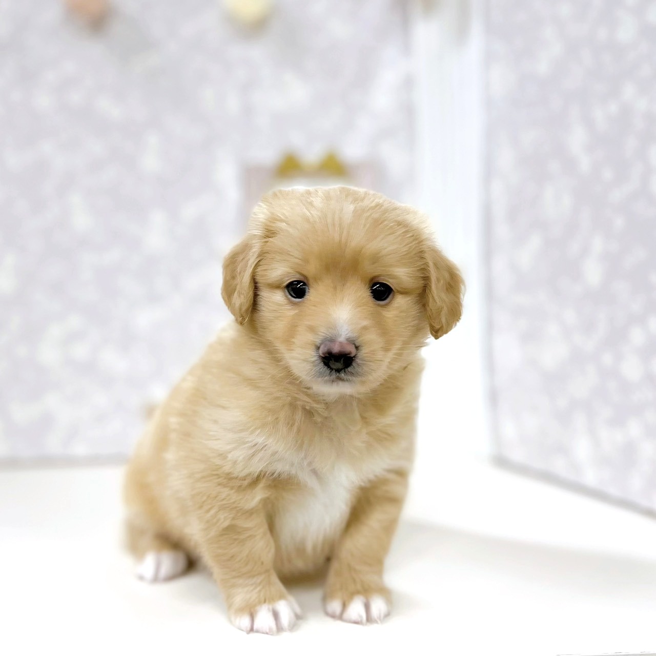 富山県のポメックス(ポメラニアン×ダックス) (犬の家＆猫の里アミーゴ高岡蓮花寺店/2026年1月11日生まれ/女の子/クリームホワイト)の子犬の3枚目の画像