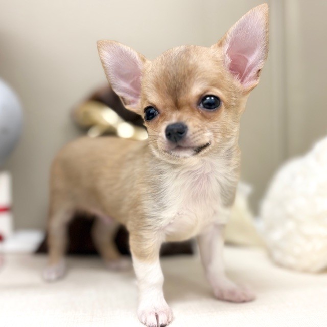 千葉県のチワワ(スムース) (犬の家＆猫の里ワンズモール稲毛店/2026年1月11日生まれ/男の子/フォーンホワイト)の子犬の3枚目の画像
