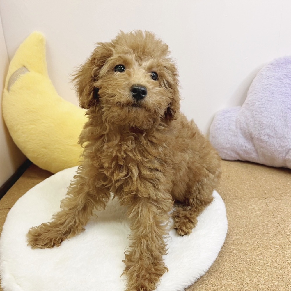 静岡県のトイプードル(トイ) (犬の家＆猫の里マークイズ静岡店/2026年1月12日生まれ/男の子/アプリコット)の子犬の1枚目の画像