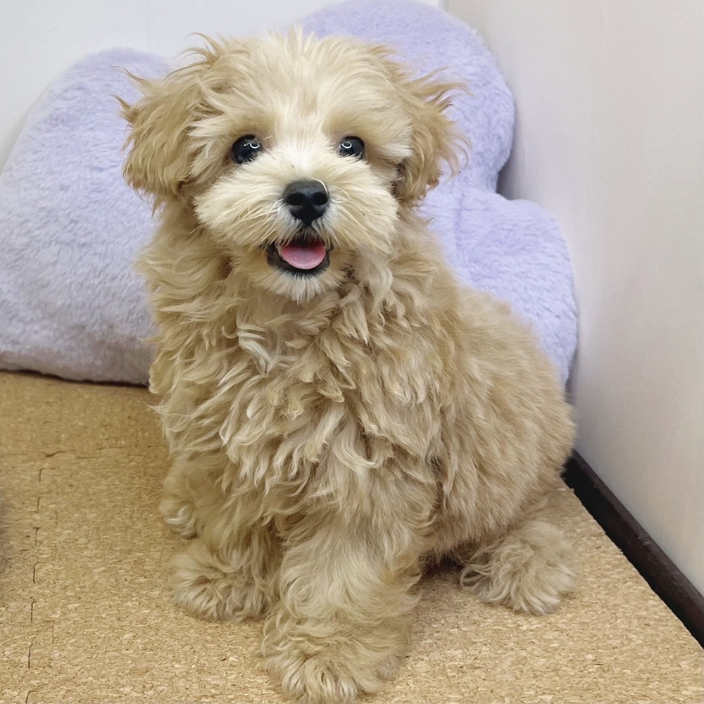 静岡県のマルプー(マルチーズ×プードル) (犬の家＆猫の里マークイズ静岡店/2026年1月6日生まれ/男の子/アプリコット)の子犬の1枚目の画像