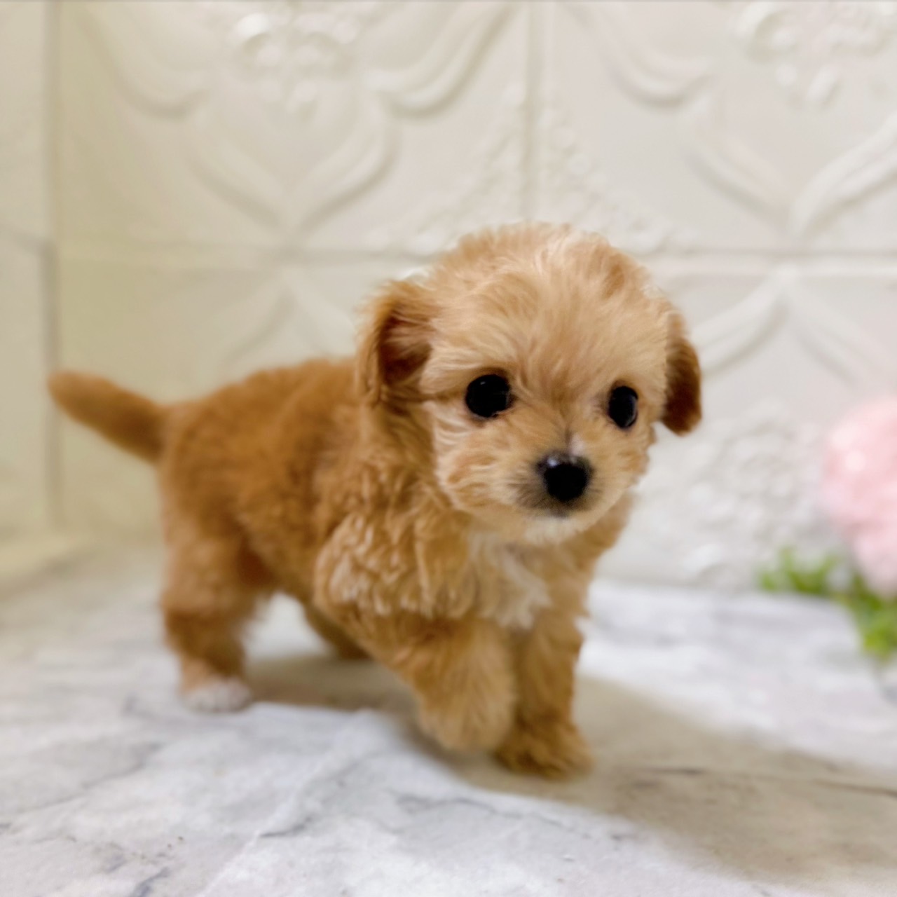 愛知県のチワプー/プーチー(チワワ×プードル) (犬の家＆猫の里岡崎店/2026年1月10日生まれ/女の子/アプリコットホワイト)の子犬の3枚目の画像