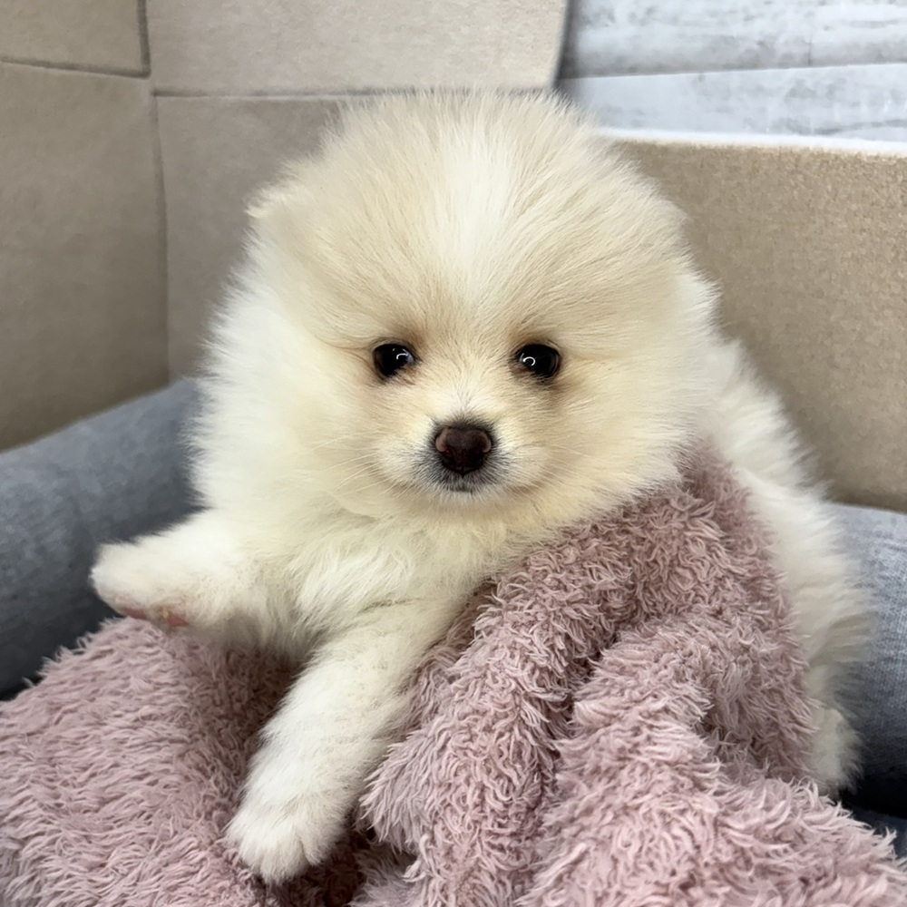 長野県のポメラニアン (犬の家＆猫の里塩尻店/2026年1月12日生まれ/男の子/クリームホワイト)の子犬の3枚目の画像