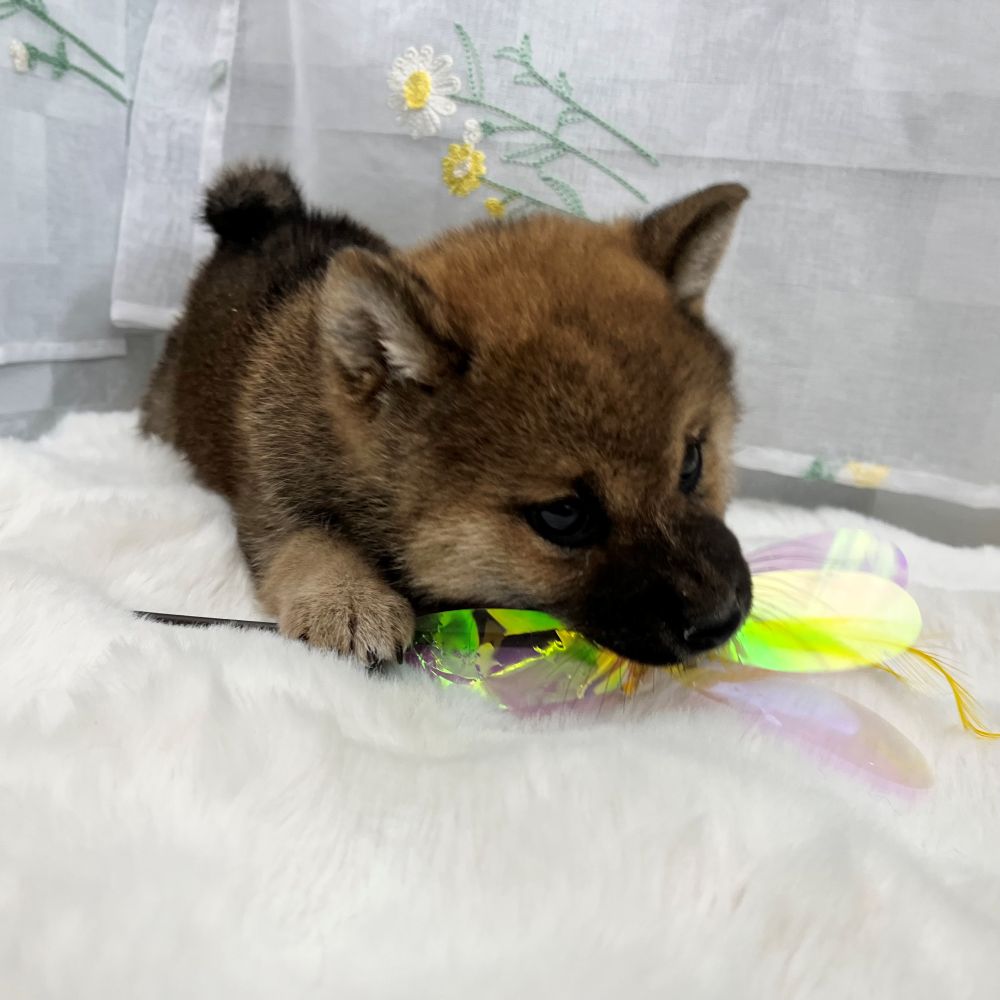 静岡県の柴犬(標準サイズ) (犬の家＆猫の里MEGAドン・キホーテ袋井店/2026年1月12日生まれ/男の子/赤)の子犬の3枚目の画像