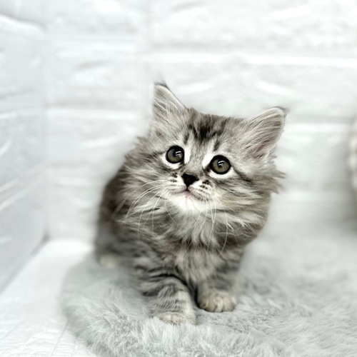 愛知県のサイベリアン (犬の家＆猫の里豊川インター店/2026年1月12日生まれ/男の子/シルバータビー)の子猫の3枚目の画像