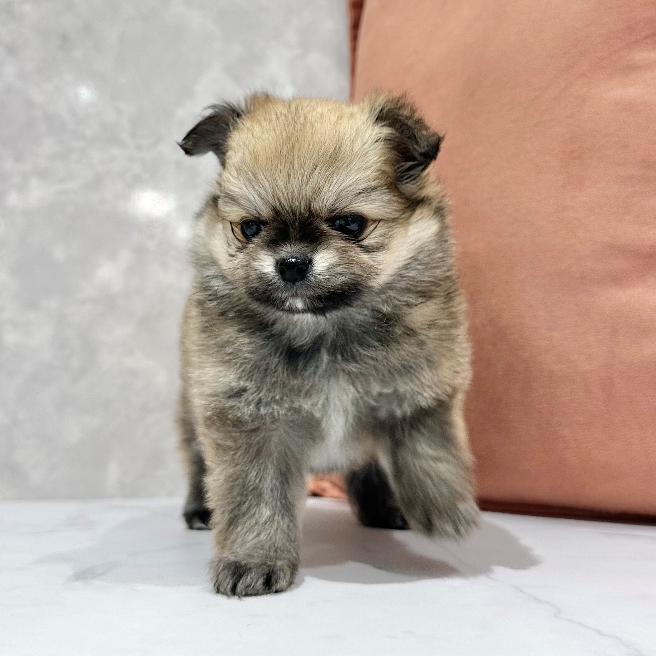 福岡県のポメチワ/チワポメ/ポメチー(ポメラニアン×チワワ) (犬の家＆猫の里くりえいと宗像店/2026年1月13日生まれ/女の子/オレンジセーブル)の子犬の3枚目の画像