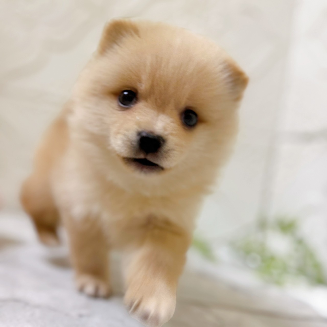 愛知県のポメ柴/豆ポメ/ポメ豆柴(ポメラニアン×柴犬) (犬の家＆猫の里岡崎店/2026年1月11日生まれ/男の子/白)の子犬の3枚目の画像