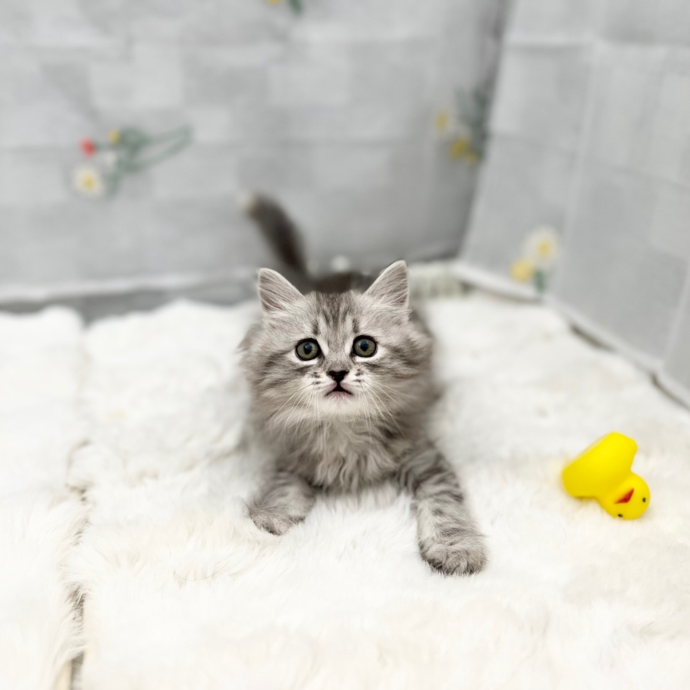 静岡県のサイベリアン (犬の家＆猫の里MEGAドン・キホーテ袋井店/2026年1月12日生まれ/女の子/シルバーパッチドタビー)の子猫の3枚目の画像