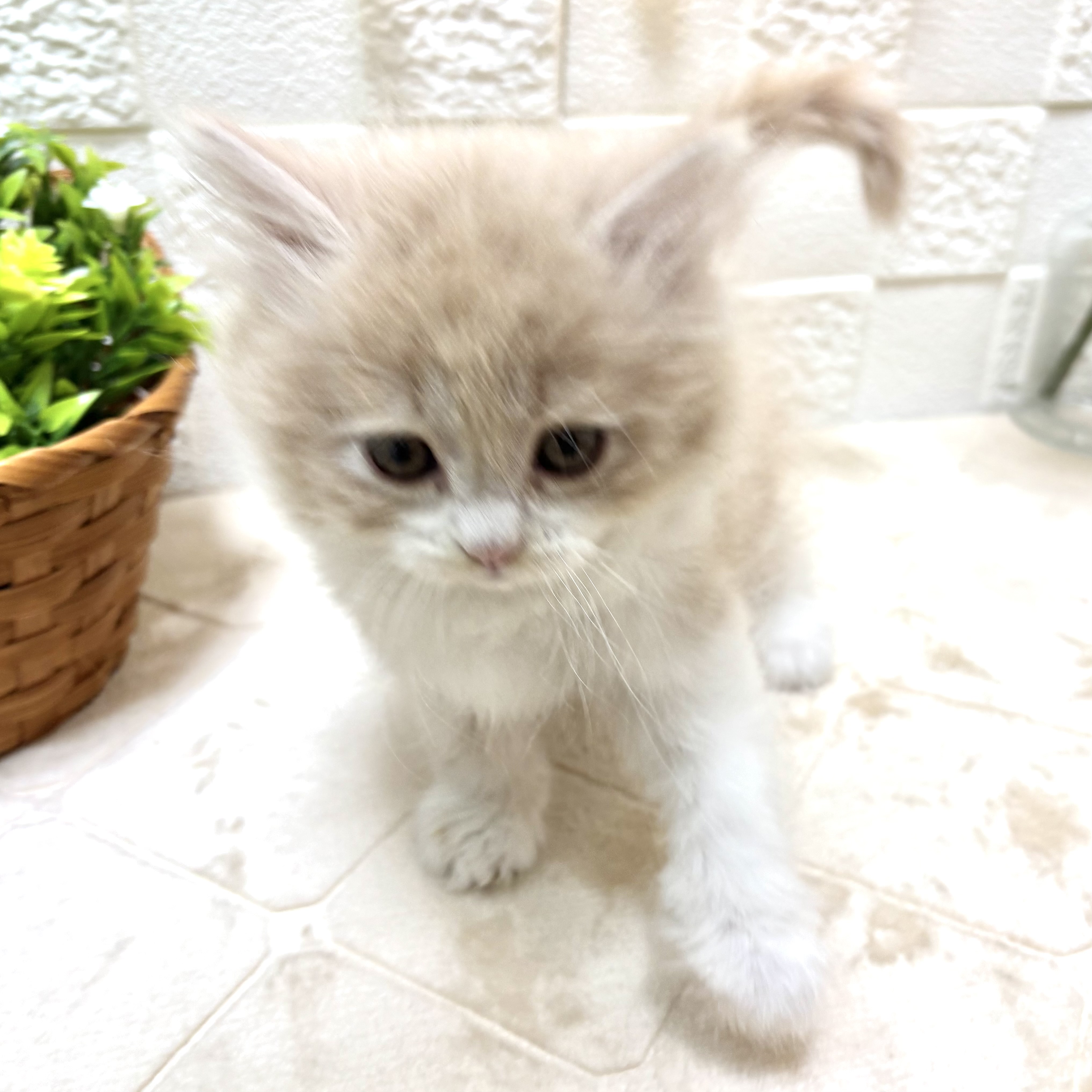 東京都のサイベリアン (犬の家＆猫の里ペットフォレスト小平店/2026年1月7日生まれ/女の子/クリームタビーホワイト)の子猫の3枚目の画像