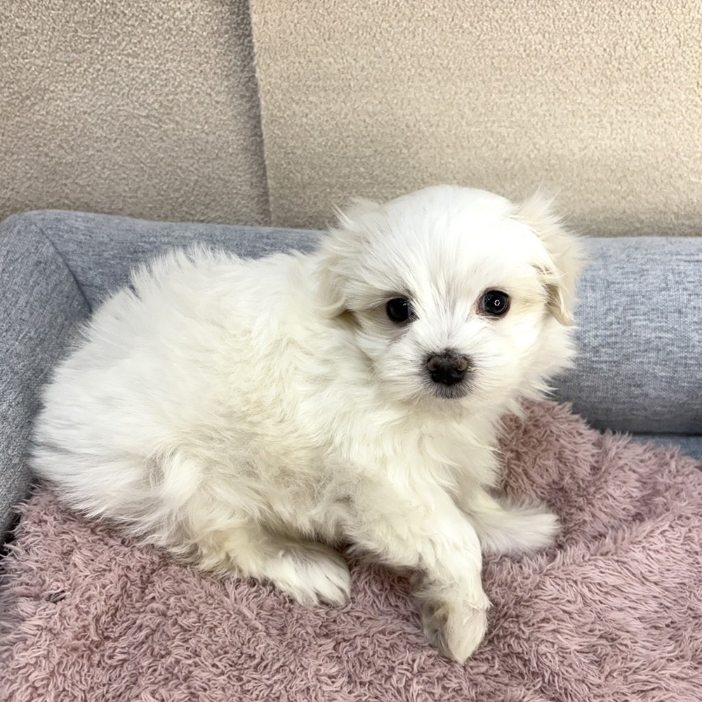 長野県のマルチーズ (犬の家＆猫の里塩尻店/2026年1月13日生まれ/男の子/ホワイト)の子犬の3枚目の画像