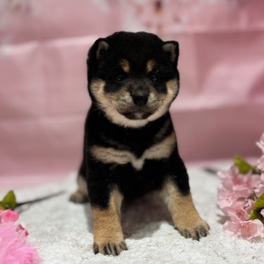 福岡県の豆柴 (犬の家＆猫の里トリアス久山店/2026年1月11日生まれ/女の子/黒)の子犬の3枚目の画像